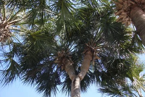Crown of the palm trees Stock Photos