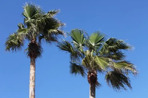 Crown of the palm trees Stock Photos