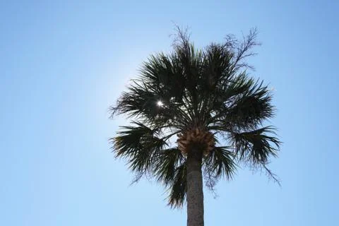 Crown of the palm trees Foto stock