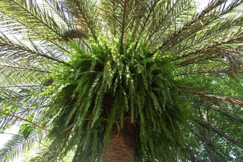 Crown of the palm trees Stock Photos