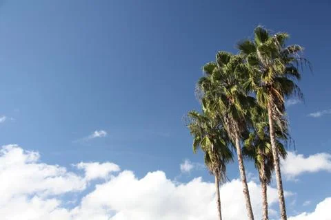 Crown of the palm trees Stock Photos