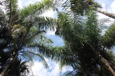Crown of the palm trees Stock Photos