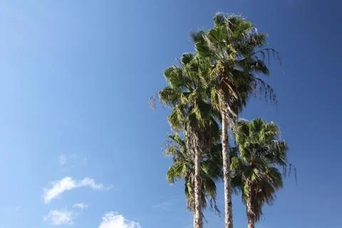 Crown of the palm trees Foto stock