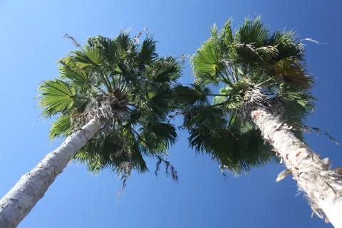 Crown of the palm trees Stock Photos