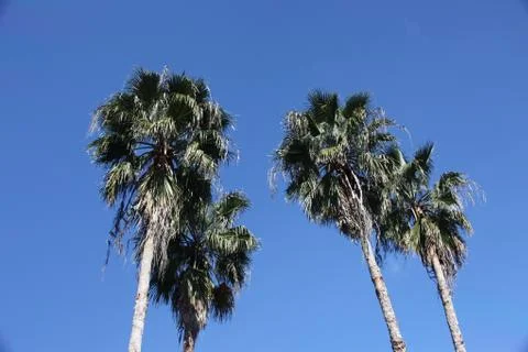 Crown of the palm trees Stock Photos