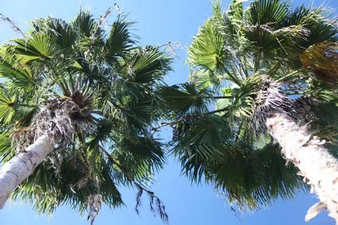 Crown of the palm trees Stock Photos