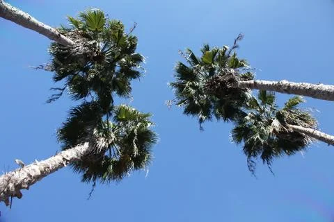 Crown of the palm trees Stock Photos