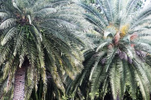 Crown of the palm trees Stock Photos