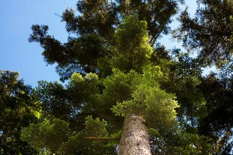 Crown of pine against the blue sky Stock-Fotos