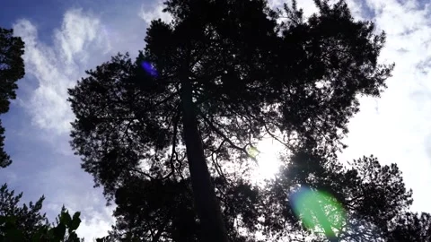 Crown of pine in the rays of the bright sun. Stock-Footage 132632943