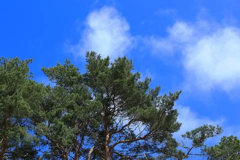 The crown of a pine tree against the background of a white cloud and blue sky Stock Photos