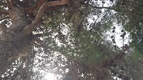 Crown of pine tree with cones through which rays of bright sun break through Video stock 308629843