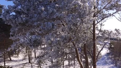 The crown of a pine tree covered with frost Video stock 87248297