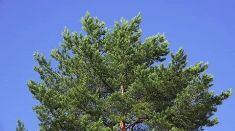 Crown of pine trees against the sky. 4K. Stock Footage 39996956
