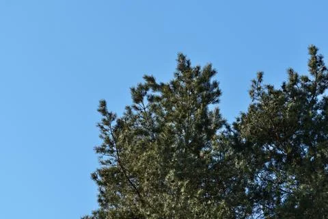 Crown of pine trees in a forest in the spring time against the blue sky Stock Photos