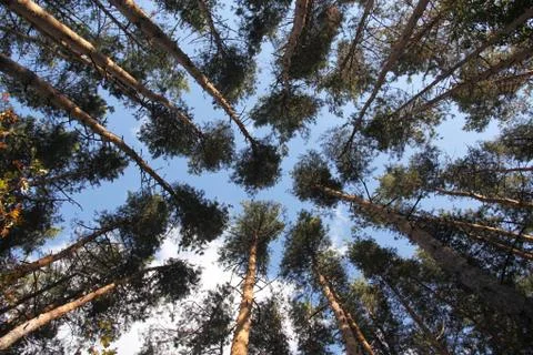 Crown of the pine trees Stock-Fotos