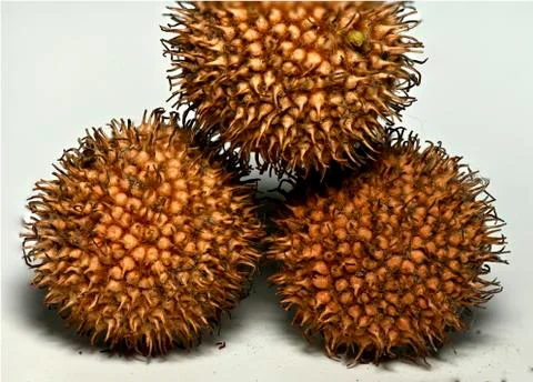 Crown-shaped spherical fruit Stock Photos