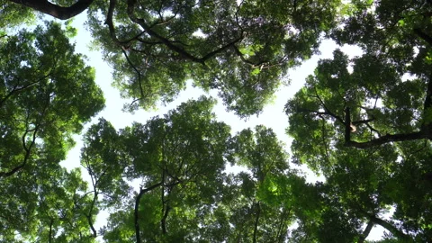 Crown Shyness big tree showing gap between tree top avoid touching in forest Vídeos de archivo 165045792
