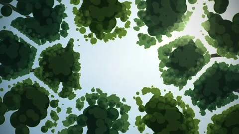 Crown Shyness Forest Canopy Looking Up Seamless Loop Stock Footage 346879153