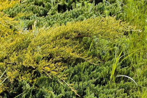 Crown of softwood Stock Photos