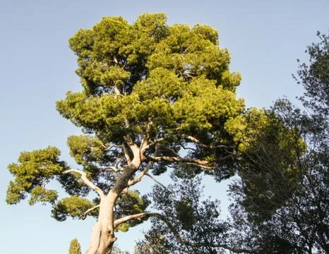 Crown spreading pine. 库存照片