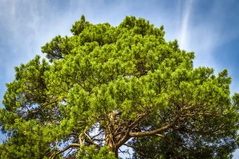 Crown of a spruce tree Stock Photos