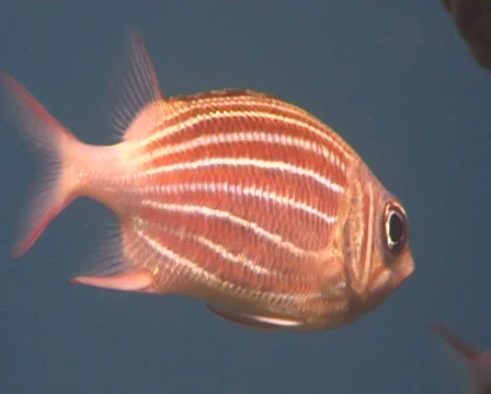 Crown squirrelfish 動画素材 30120731