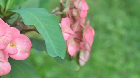 Crown Of Thorn flowers Stock Footage 97038467
