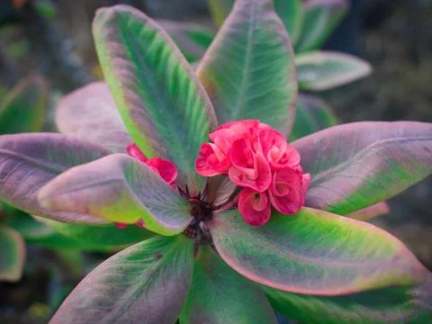 Crown of Thorns 2 Stock Photos