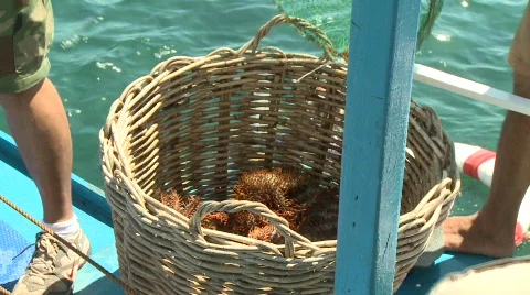 Crown of thorns 4 Video stock 496630