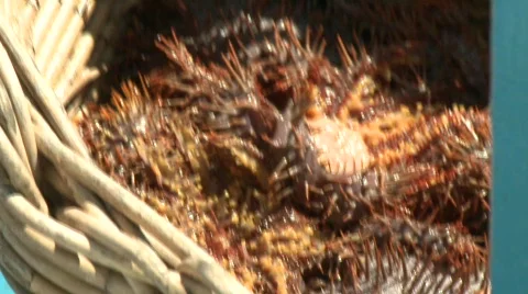 Crown of thorns 5 Stock Footage 496620