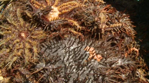Crown of thorns 6 Video stock 496610