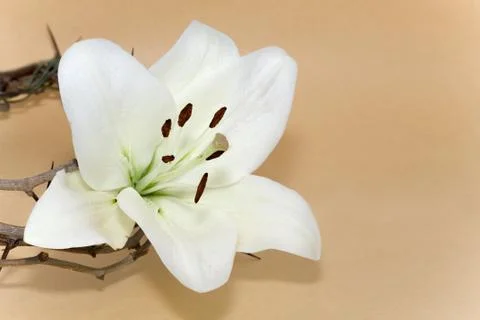 Crown of Thorns and Easter Lily Stock Photos