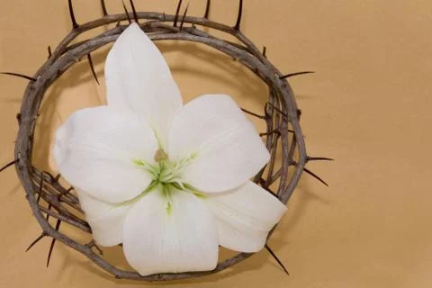 Crown of Thorns and Easter Lily Foto stock