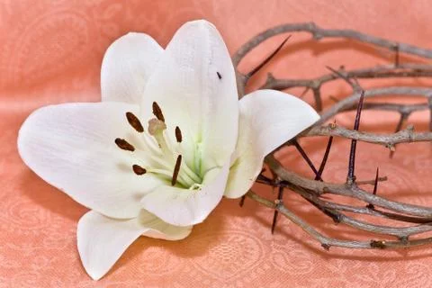 Crown of Thorns and Easter Lily Foto stock