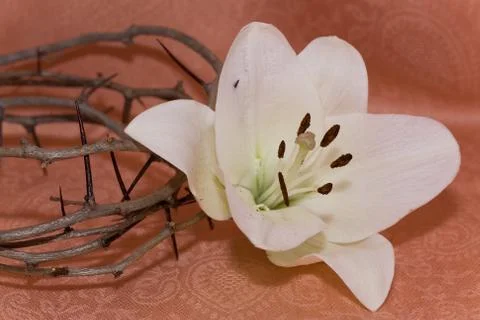 Crown of Thorns and Easter Lily Stock Photos