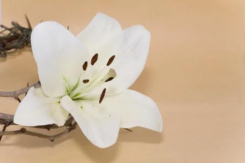 Crown of Thorns and Easter Lily Stock Photos