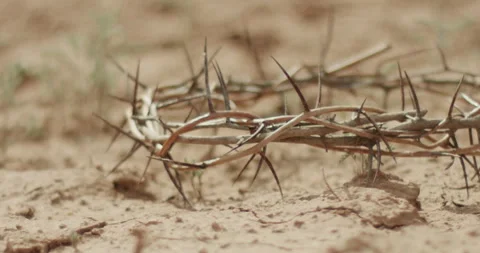 Crown of Thorns Dropping Onto Dust Stock Footage 241844298