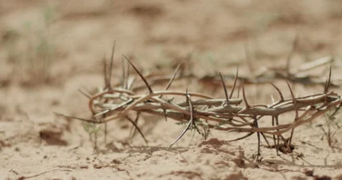 Crown of Thorns falling on dirt and bouncing Stock Footage 241845871