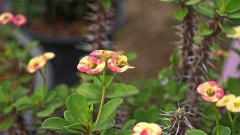 Crown of Thorns flower. Tiny pink and yellow. Euphorbia Milli Desmoul. Stock Footage 304943402