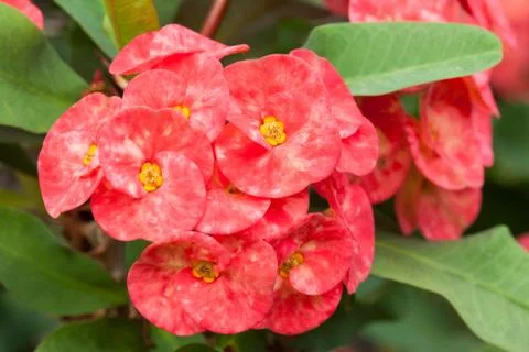 Crown of thorns flowers Stock Photos