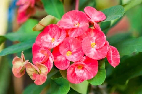 Crown of thorns flowers Stock Photos