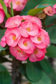Crown of thorns flowers Stock Photos