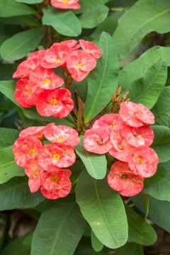 Crown of thorns flowers Stock Photos