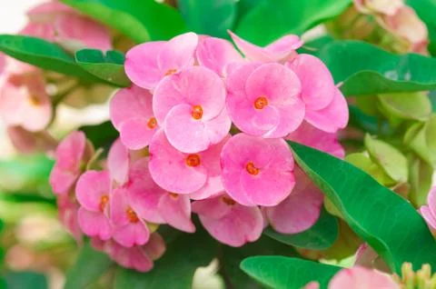 Crown of thorns flowers Stock Photos