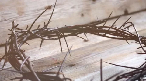 Crown of thorns Stock Footage 67186525