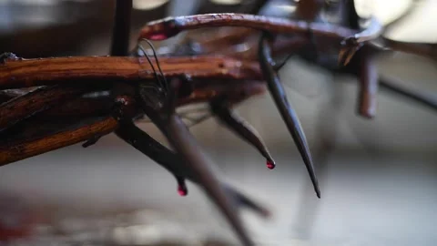 Crown of thorns Stock Footage 153960762