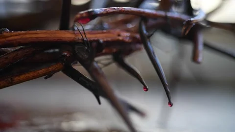 Crown of thorns Stock Footage 153960780