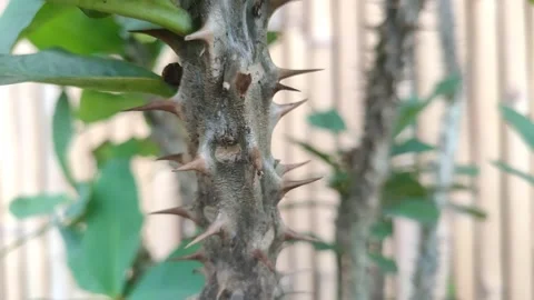 Crown of thorns Video stock 312555939