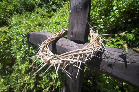 Crown of thorns Stock Photos
